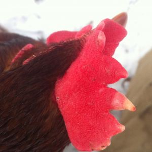 Chickens