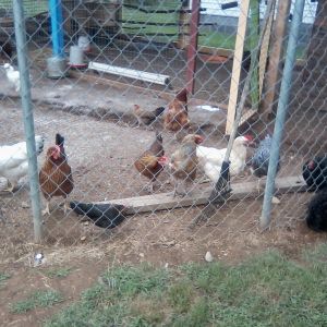 My chickens