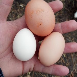 Kevin's Chickens