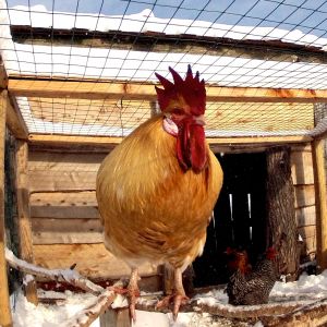 The old Coop