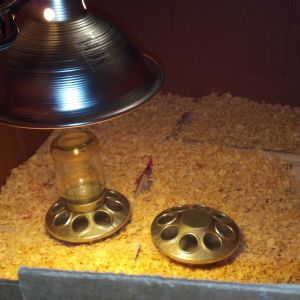 My Homemade Brooder Box