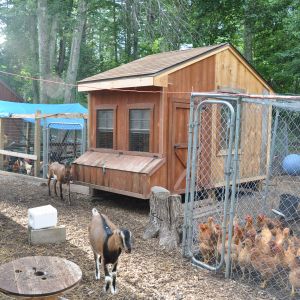 Our Chicken Coop progression #'s 1-4