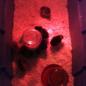 Rhode Island Red and Barred Rock chicks