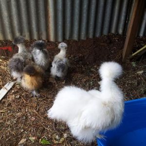 My Silkies