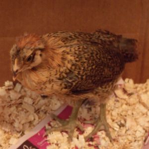 My Chooks