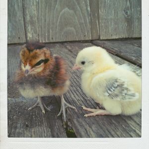 Penelope and Bandit: Mystery Bantams (Chicks)