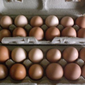 My Eggs!!