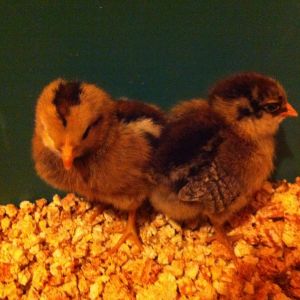 New chicks march 7-13, 2013