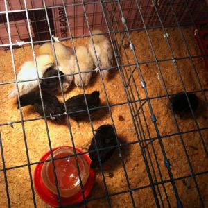 My Chickens