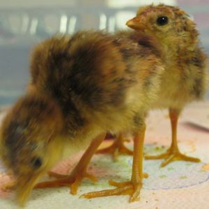 Hatched Our First Red Golden Pheasants