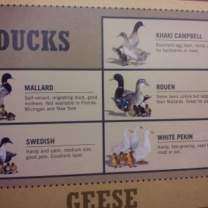 2013 TSC Ducklings