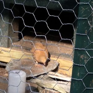 Our Birds