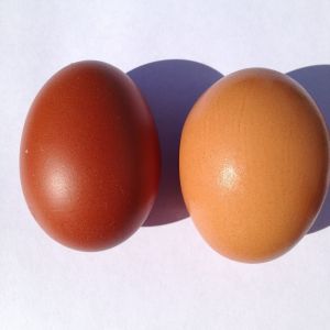 Black Copper Marans