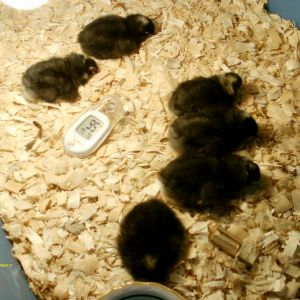 Second Hatch