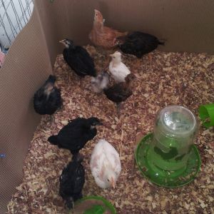 My First Chickens!