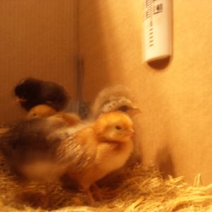 My new chicks.