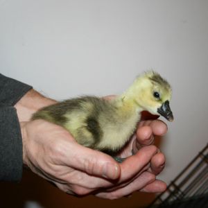Geese