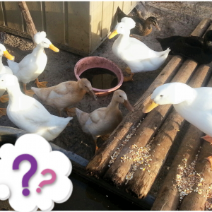 Duck Squad