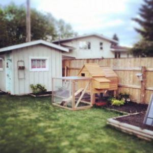 My Backyard Coop