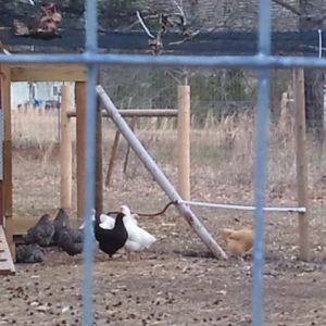 Chicken Coop & Pen