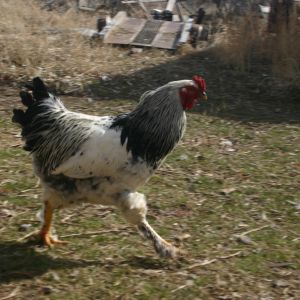 Pretty roosters