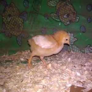 Our Leghorn and Golden Sex Link Chicks Apr 12 2013