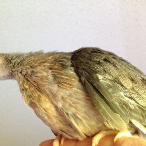 Bantams