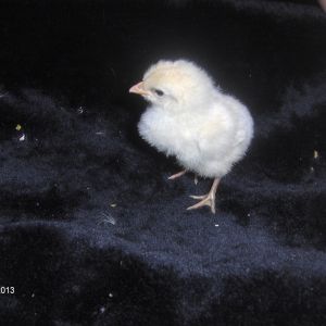 Blue Andalusian Chicks