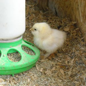 New Chick Apr13