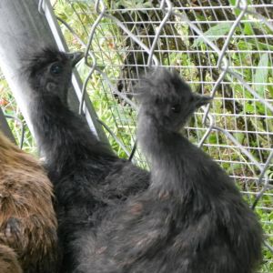 Silkies