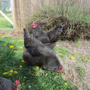 4-26-2013  Black Australorp Chicks