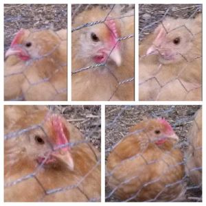This collage is made of 3 Buff Orpington 7 week old chicks. One female 2 male? What do you think?
