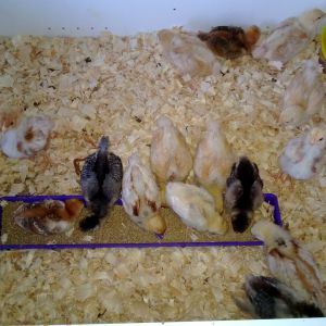 Chicks 4-25-13