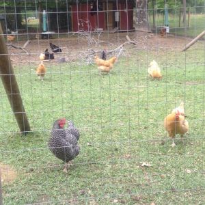 New Chicken Photos