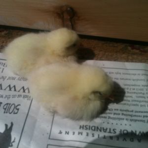 New chicks!