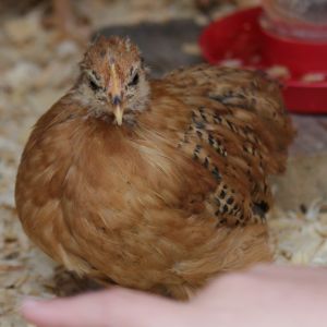 Bantam Cochins