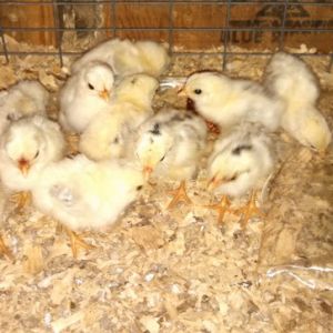 4 day old "game chicks"