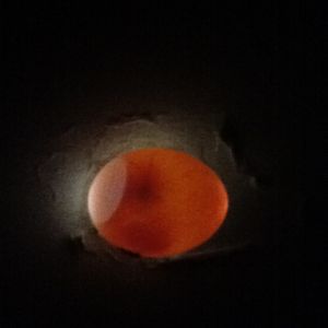 Pigeons blood ring yes no