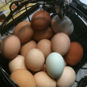 My Girl's eggs.