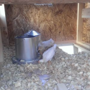 our coop