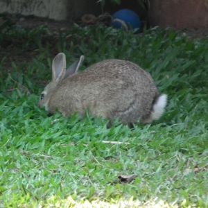Baby Rabbit Photos