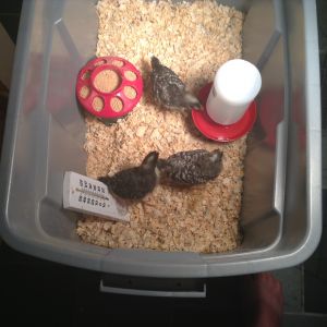 Our new chicks
