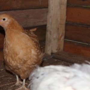 our birds