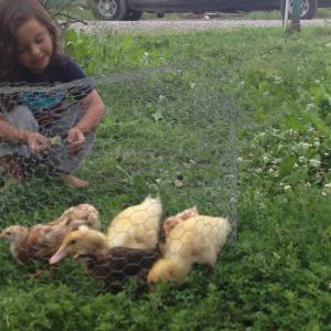 Our First Chicks and Ducklings