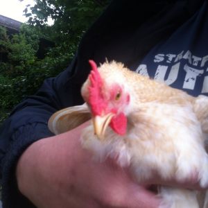 Chicks