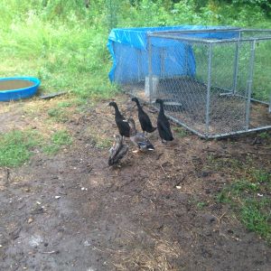 Duck Housing