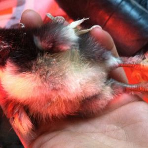 One Day Old BCM Chick is Sick!