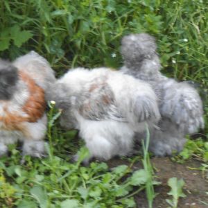 my baby silkies