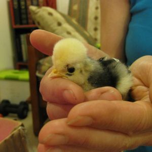PomPom