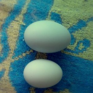 Patty's Eggs